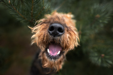 Fototapete bei efototapeten.de bestellen   