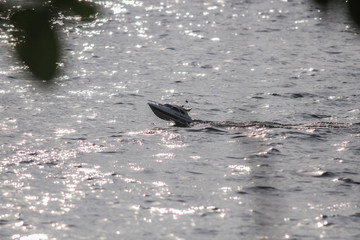 seagull on the water