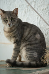 Fototapeta na wymiar chat de tunisie