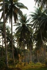 Coconut palms jungle forest at sunset