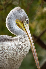 portrait of a pelican