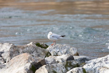a mediterranean gull is standing on rocks, looking in the direction of the camera, in the background water in motion, with blurred background, daytime