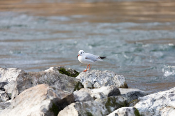 a mediterranean gull stands on rocks, water in motion in the background, with blurred background, daytime