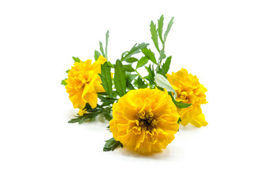 bouquet of yellow flowers isolated on white background