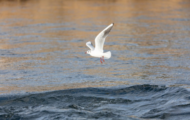 Fototapeta na wymiar The Mediterranean gull flies at sunrise over blue moving waters, by day