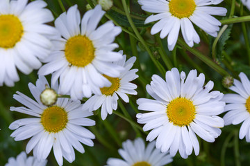 Macro Shot of white daisy flowers in sunlight.
