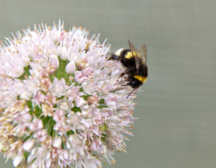 Bumblebee collects honey on the onion flower