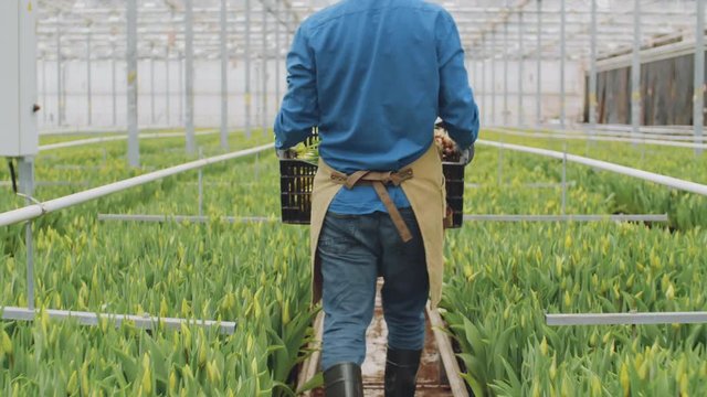 Rear view of unrecognizable man wearing apron and rubber boots holding box with plants and going along greenhouse