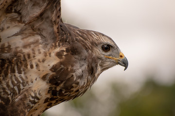 Hawk head in flight close-up