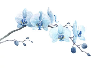Schöne Blumenstockillustration mit Aquarellblauer Orchideenblumenniederlassung. © Zenina-Lembrik