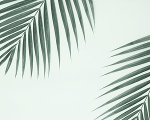 Fototapeta na wymiar Palm leaves on mint color background.