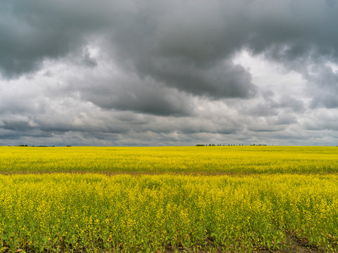 Scenic view a conola crop in a field, Alberta Prairies, Alberta, Canada