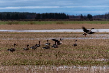a small herd of wild ducks migrating to lay down and find food