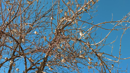 Frozen brunches in closeup on a sunny winter day. Cold sunny winter day with tree brunches background