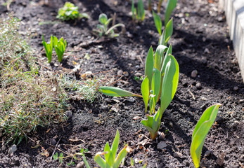 young green shoots of tulips on a flowerbed in the garden on a sunny day. the first shoots of plants on agricultural beds.