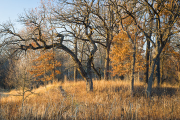 Fototapeta na wymiar An oak savanna bathed in warm sunlight on a late autumn afternoon.