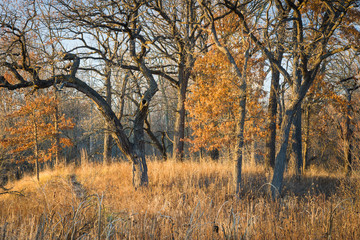 An oak savanna bathed in warm sunlight on a late autumn afternoon.