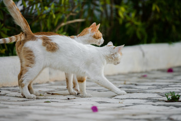 chat de tunisie
