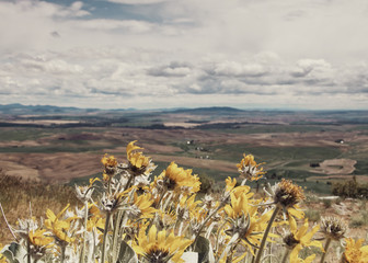 Spring Flowers That Glow