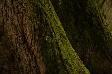 Nahaufnahme eines Bemoosten Baums