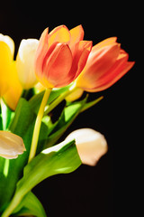 Beautiful bouquet of blooming spring tulips on black background.