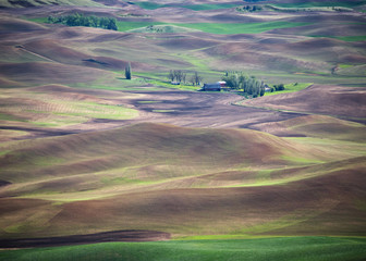 Palouse in Early Spring