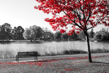 Red tree above an empty park bench in a black and white fall landscape
