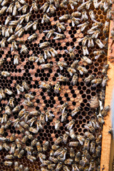 Bees are sitting on honeycombs