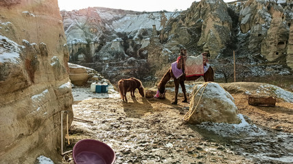 Horse and little pony with volcanic stone landscape in Goreme national park in Cappadocia, Turkey