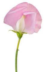 sweet pea flower isolated