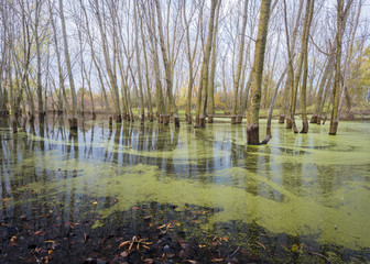 Spring rains create vernal pools and habitat for waterfowl and other wildlife.