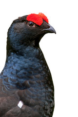 Black grouse (Lyrurus tetrix  / Tetrao tetrix) close-up portrait of male / cock against white background