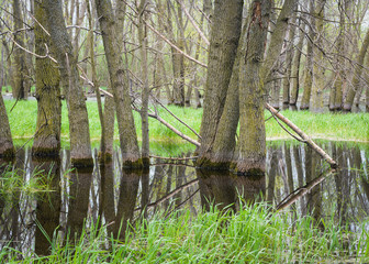 Spring rains create vernal pools and habitat for waterfowl and other wildlife.