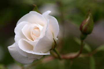 White rose isolated on blur background. Wedding card.