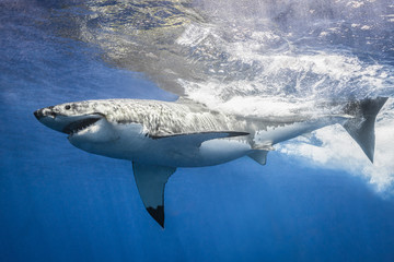 Great White Shark swimming and making a splash