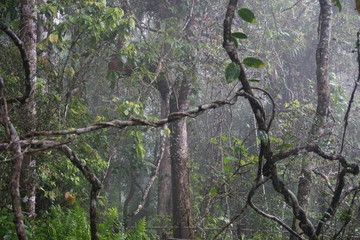 Fototapeta premium Rainforest