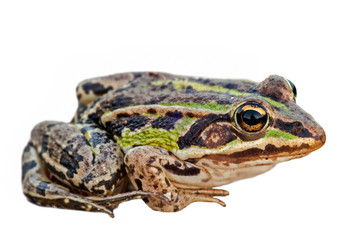 Marsh frog (Pelophylax ridibundus) against white background