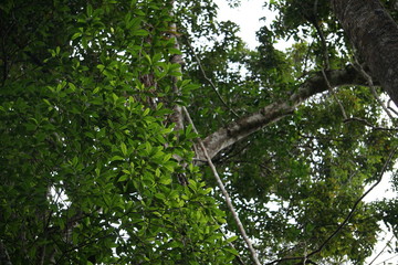 Rainforest