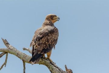 eagle in a branch