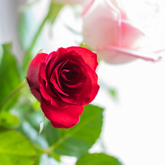 Beautiful Red rose on the soft background