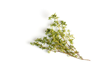 Sprigs of fresh thyme on a white background, close-up, flat lay, top view.