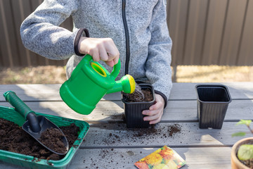 child pours water from a watering can into a seedling pot with plant seeds. child having fun with gardening in spring. horizontal image.