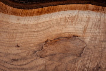 bark and cut of a tree is very close, background