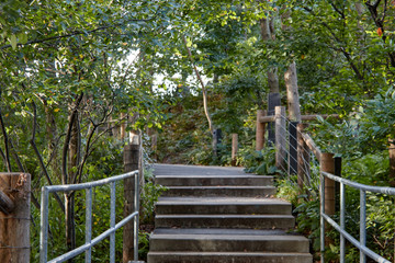 Stairs in the forest