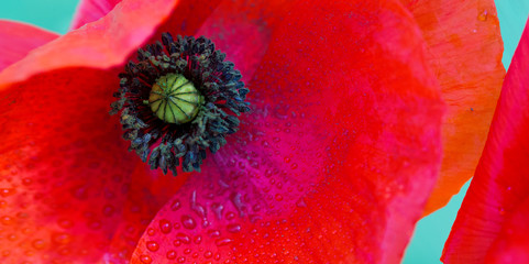 Abstract red poppy flower background .
