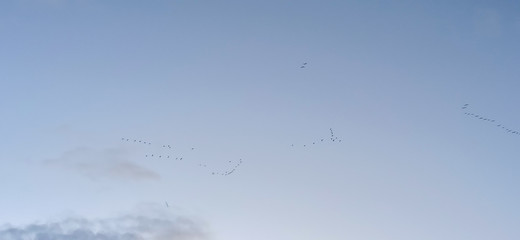 Silhouettes of Birds Flying in Warm Lands. Black Birds or Crows Fly Fall Sky With Clouds on Background. Flock of Migratory Birds in Flight in Sky.
