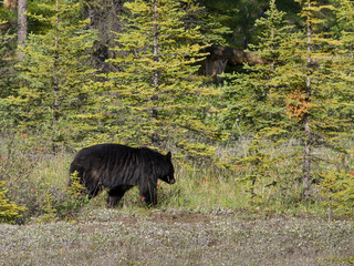 Black Bear walking in a forest, Icefield Parkway, Alberta, Canada
