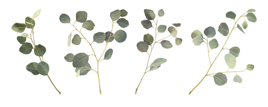 Set branches of Eucalyptus silver dollar isolated on a white background. Vector illustration of greenery, foliage and natural leaves. Design element for floral composition and bunch