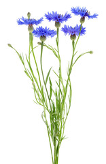 Naklejka premium Blue flowers of cornflowers isolated on a white background. Summer flowers on white background.