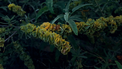 Mood Lighting Deep Forest Green plants with specks of yellow